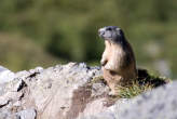 20070825_111520 Marmotta.jpg